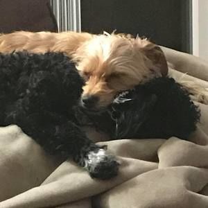 Meet your Posher, Rory